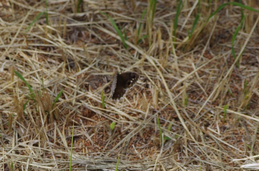 Hipparchia statilinus? S, femmina  (Nymphalidae Satyrinae)